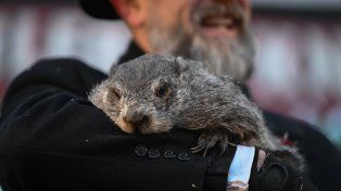 La marmota Phil predijo que seguirá el frío en Estados Unidos