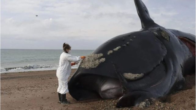 La mayoría de las ballenas estaban en un avanzado estado de descomposición.