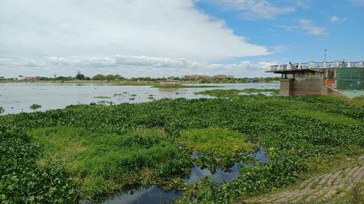 La crecida del Paraná cambia el paisaje de la laguna Setúbal: los camalotes vuelven a aferrarse a los pilares del viejo puente ferroviario