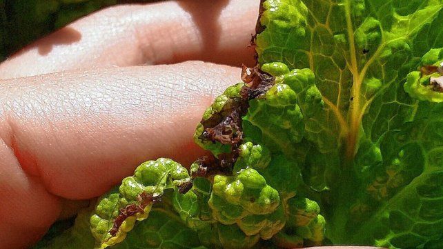 La lechuga es uno de los cultivos que más sufre el calor extremo