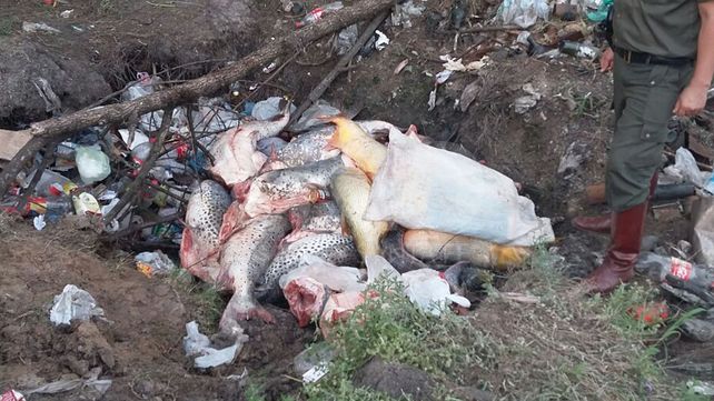 Secuestraron e incineraron casi media tonelada de pescado no apto para consumo humano