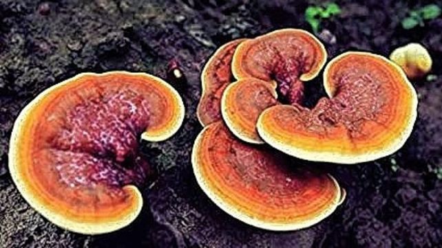 Investigadoras santafesinas crearon cuero en base a hongos