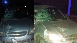 Por la oscuridad en Alto Verde, el conductor del auto no vio al caballo y lo embistió