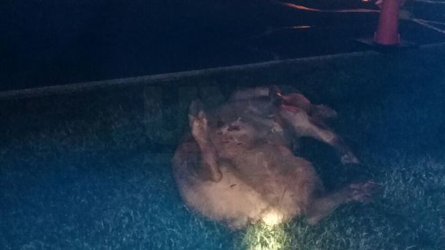 Murió una mujer por las heridas recibidas en un choque de un auto contra un chancho