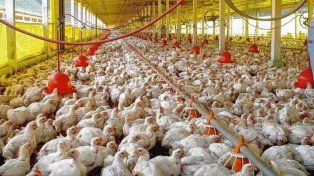Gripe aviar: sacrificaron 15.000 gallinas en el departamento Las Colonias
