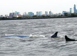 Anuncian que es inminente la muerte de una ballena encallada