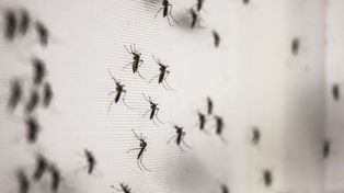 Rosario amaneció este miércoles con una invasión de mosquitos.