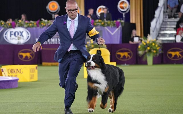 Un adiestrador corre con un perro de montaña de Berna en la categoría de grupo de trabajo en la exposición canina del Westminster Kennel Club