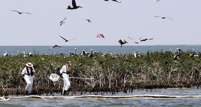 Hallan 300 aves muertas en costas da&ntilde;adas por derrame de petr&oacute;leo