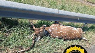 Un auto despistó en la ruta 14 tras impactar un ciervo