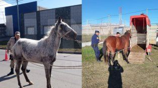 Se recuperaron 24 caballos abandonados en Concepción del Uruguay