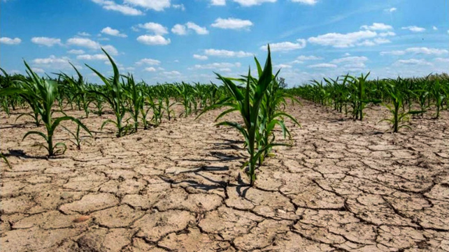 El clima seco y cálido causa estragos en los cultivos. El régimen de La Niña, sin embargo, comenzaría a debilitarse desde este mes, según anticipa el SMN en su pronóstico trimestral para el fenómeno ENSO.
