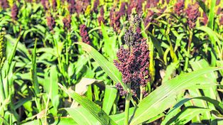 Sorgo vuelve a pedir pista en la producción argentina