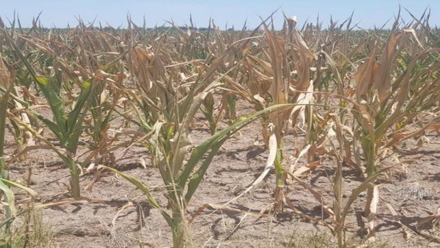 Lote de maíz temprano; como resultado de las condiciones ambientales en la quese desarrolló