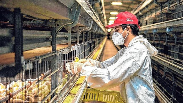 En sus plantas productivas se respetan procesos de bioseguridad.