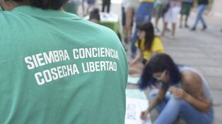 Marihuana medicinal: avanzan en habilitación del autocultivo
