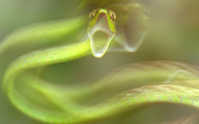 Las maravillosas imágenes que celebran la diversidad de la flora y fauna del planeta