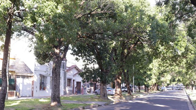 Árboles: agradezco la generosidad