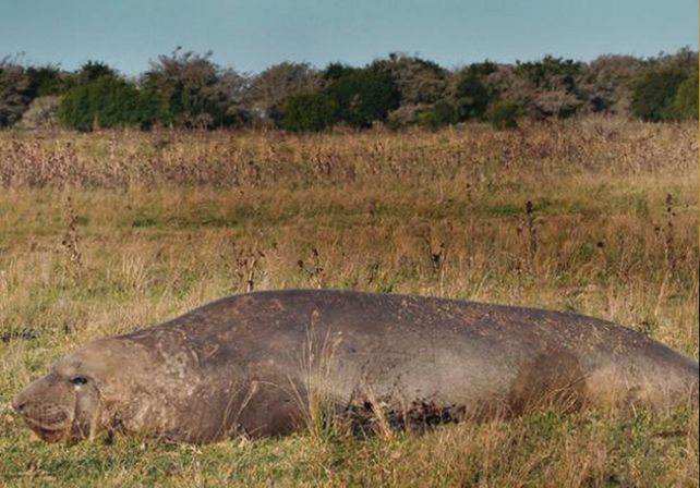 La insólita travesía de un elefante marino que fue encontrado en un campo