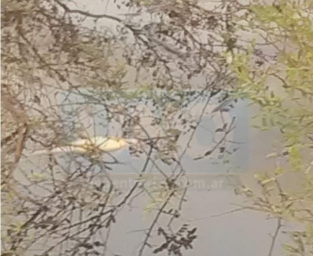 Vecinos de San José denunciaron mortandad de peces