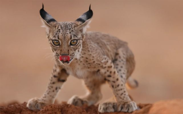 Cachorro de lince lamiendo. Photo by Antonio Liébana Navarro, España
