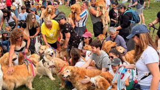 Miles de golden retriever coparon Palermo en una juntada histórica que rompió un récord mundial