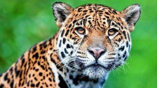 El yaguareté es monumento natural argentino