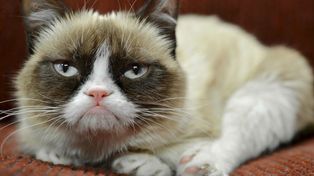 La gata más enojada del mundo tendrá su imagen en un famoso museo de cera