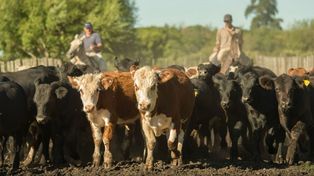 Ganadería: se recuperan los valores de la vaca luego de dos meses de caída