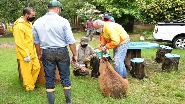 Trasladaron a los 127 animales del refugio de Fontana