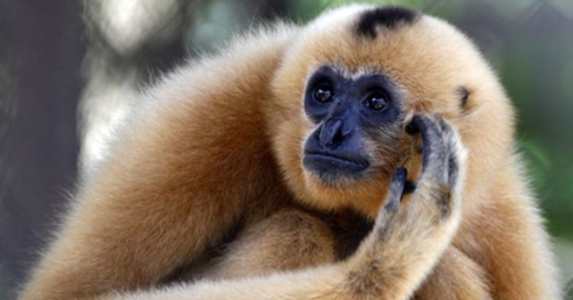 Hallan en Camboya grandes colonias de especies de monos amenazadas