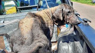 Una de las perras rescatadas tras la denuncia de maltrato animal.&nbsp;