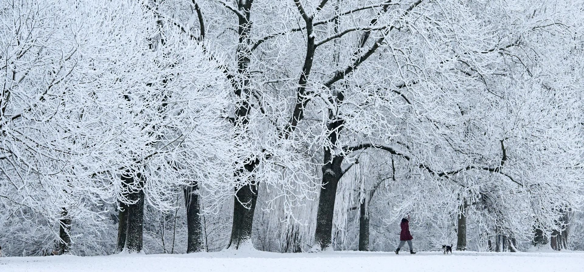 Una persona pasea con un perro en un parque después de una nevada, Frankfurt, Alemania. Fotografía: Kirill Kudryavtsev/AFP/Getty Images Una persona pasea con un perro en un parque después de una nevada, Frankfurt, Alemania. Fotografía: Kirill Kudryavtsev/AFP/Getty Images
