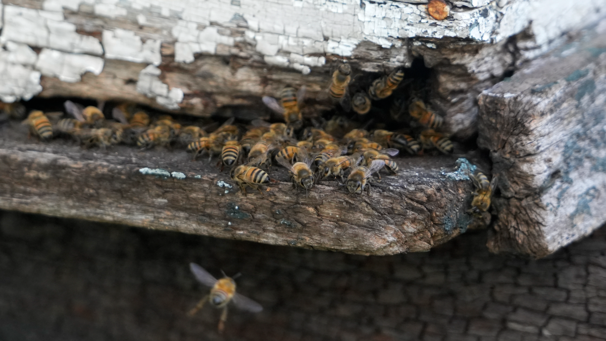 Las abejas van por su propia ley en Santa Fe: el rol clave de un insecto cada vez más relevante