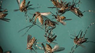 Google soltará 20 millones de mosquitos infectados para detener al virus del Zika