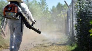 Se pidió intensificar medidas para erradicar el mosquito que causa dengue
