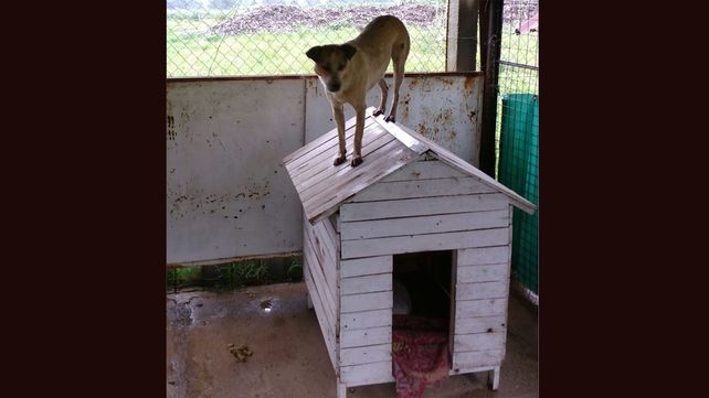 La perrita Marina y el trabajo de la protectora