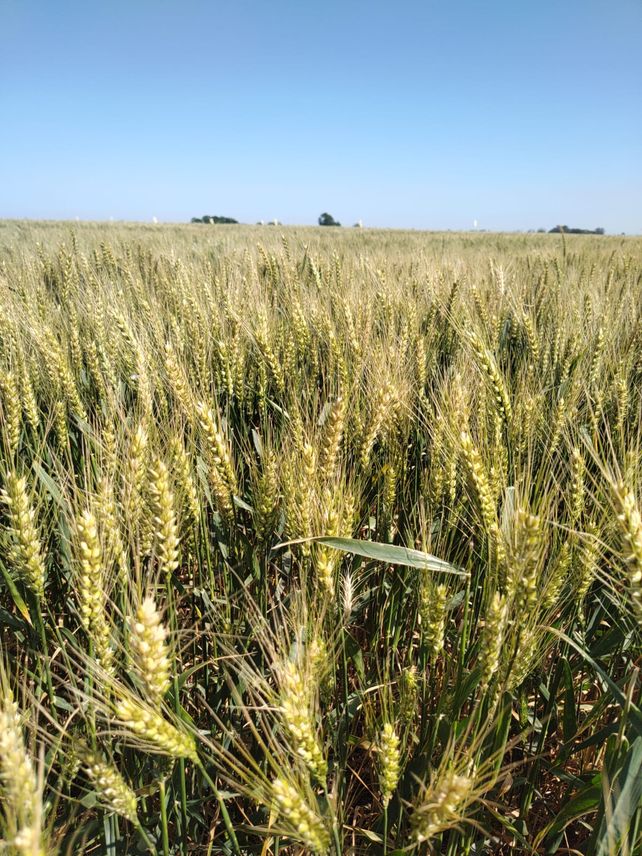 La entidad agropecuaria respaldó las políticas de apertura económica de Milei.