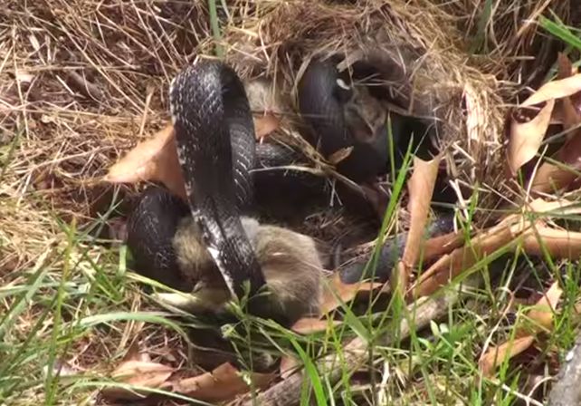 Mirá cómo una coneja vence a una serpiente
