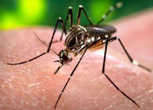 Dengue: hay 95 casos confirmados en la provincia y 56 son de la ciudad de Santa Fe