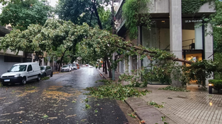 Arbol caído en Güemes y Moreno. Uno de los incidentes ocurridos durante la tormenta de anoche