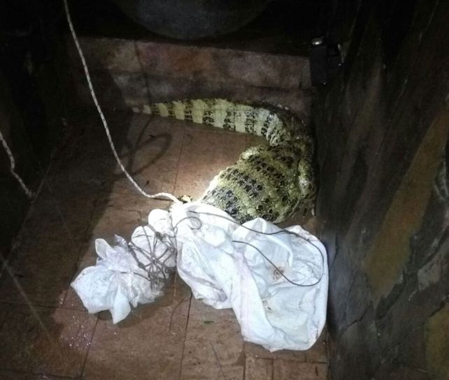 Un yacaré apareció en el hall de un hotel y causó pánico en Puerto Iguazú