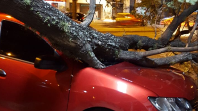 Fuertes ráfagas de viento derrumbaron árboles en distintos puntos de Rosario