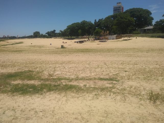 Se ve c&eacute;sped sobre la arena de la playa del Espig&oacute;n II.