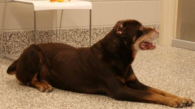 Le cortaron la nariz, cola y las orejas a un perro y lo abandonaron