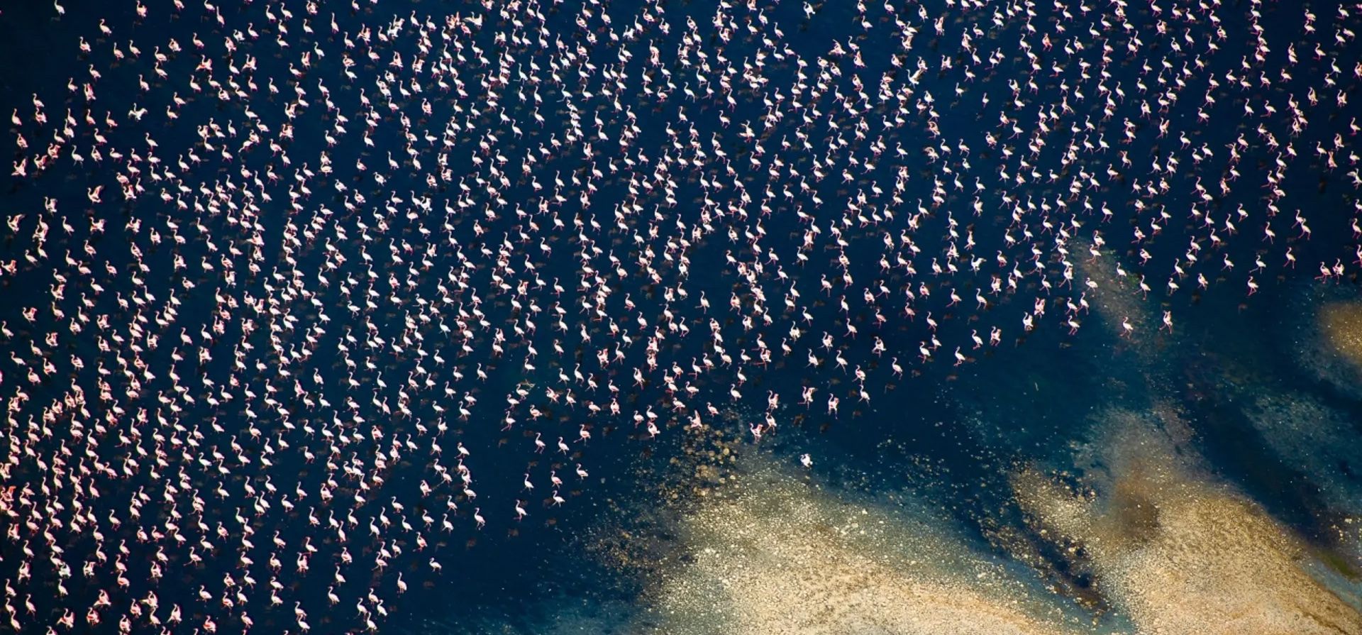 Flamencos por Thomas Vijayan. Durante la temporada de lluvias, los hermosos flamencos llenan el Valle del Rift. 