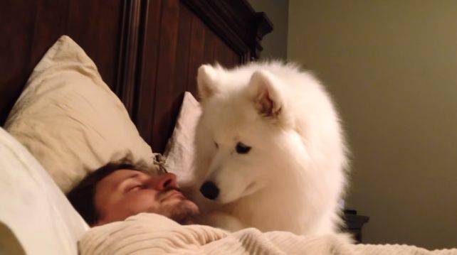 A falta de alarma, un perro despertador