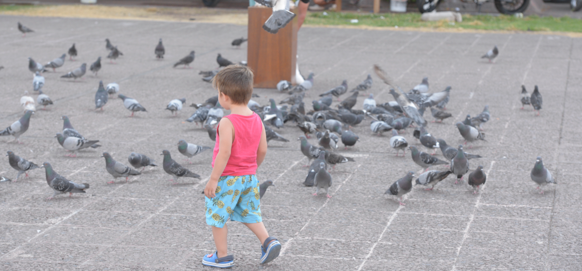 Buscan frenar la población de palomas con anticonceptivos en todas las plazas de Rosario