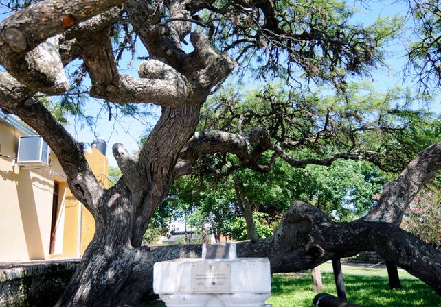 El árbol donde descansó Belgrano en Santo Tomé es un lugar histórico