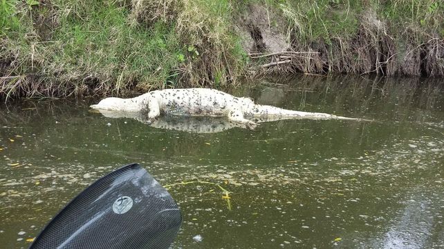 La foto del yacaré se viralizó en un día.&nbsp;
